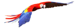 Suriname papagaai