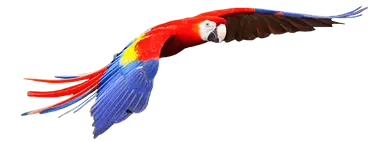 Suriname papagaai
